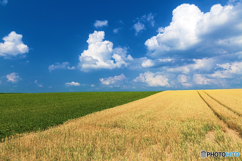 北海道・美瑛町 夏の美瑛の丘 5