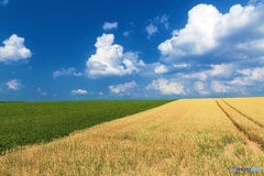 北海道・美瑛町 夏の美瑛の丘 5