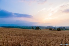 北海道・美瑛町 夏の夕景 2