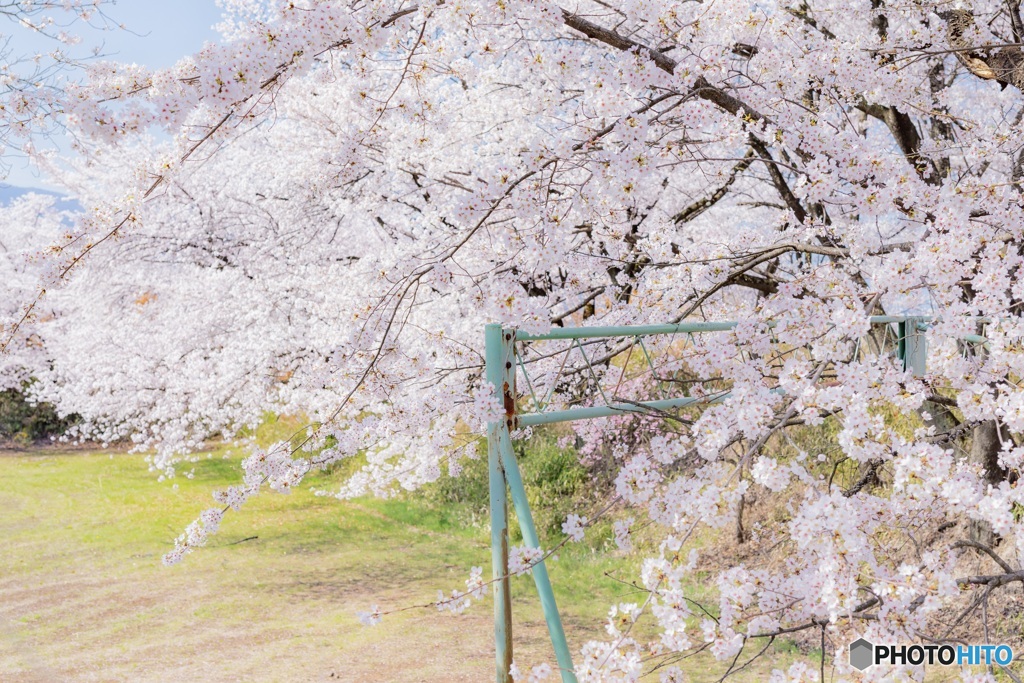 山梨県・笛吹市の桜 4