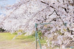 山梨県・笛吹市の桜 4