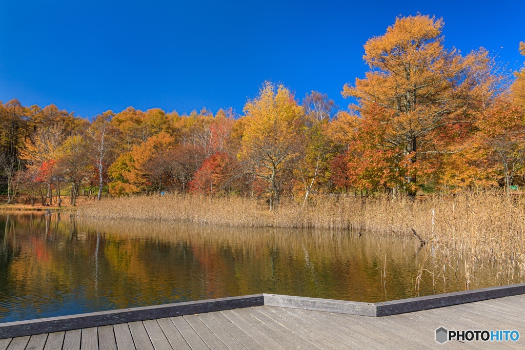 長野県・秋の女神湖の風景 13