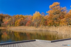 長野県・秋の女神湖の風景 13
