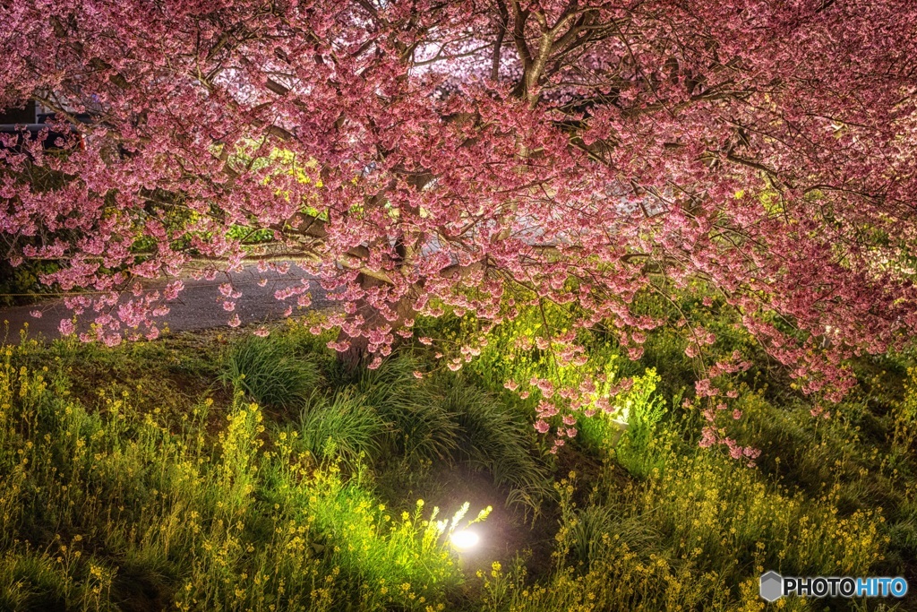 静岡県・南伊豆町 河津桜と菜の花のライトアップ
