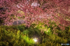 静岡県・南伊豆町 河津桜と菜の花のライトアップ