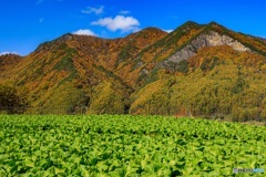長野県・秋の川上村の風景 1