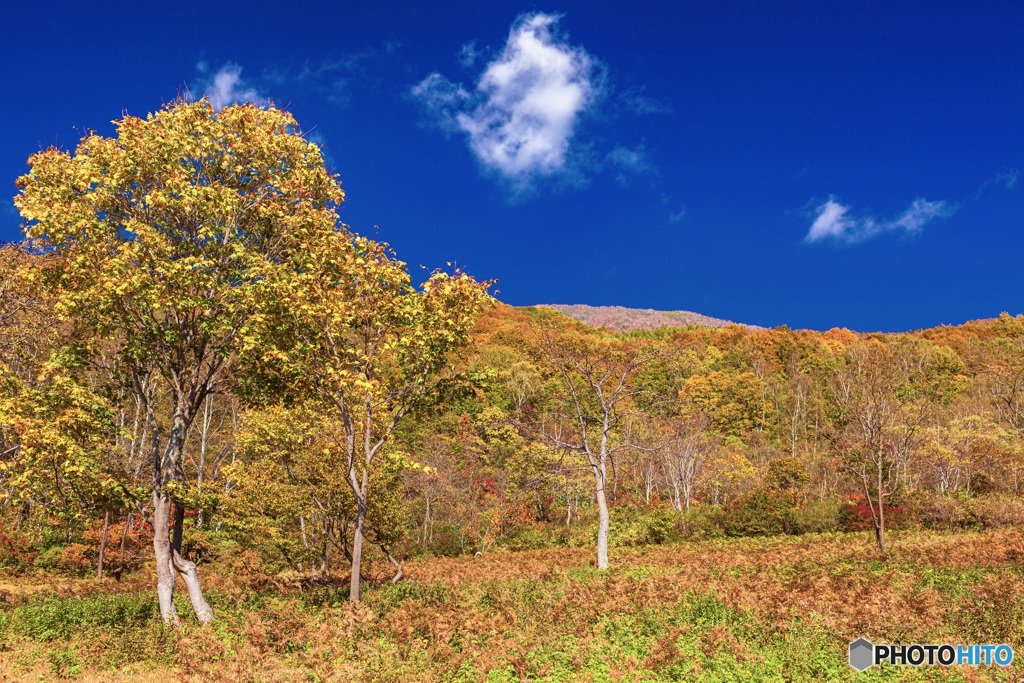 新潟県・妙高高原の紅葉 2