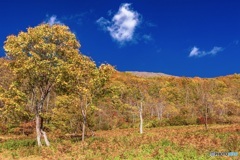 新潟県・妙高高原の紅葉 2
