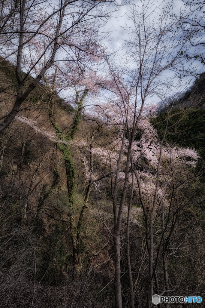 神奈川県・相模原市 山奥の大桜