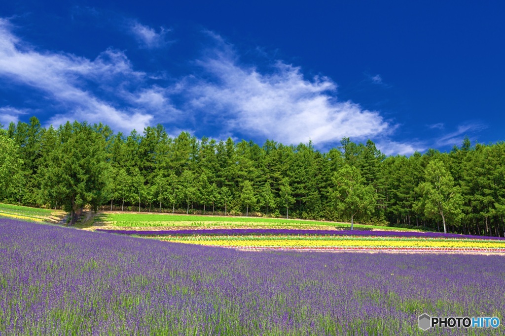 北海道・上富良野町 夏の花畑 2