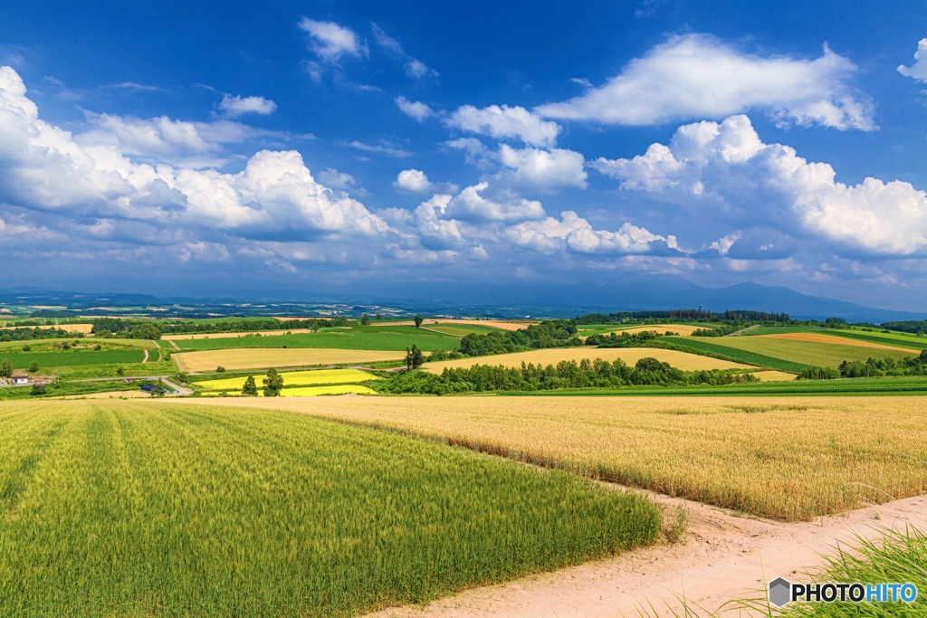 北海道・美瑛町 夏の美瑛の丘 3