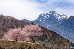 山梨県・韮崎市 桜と甲斐駒ヶ岳