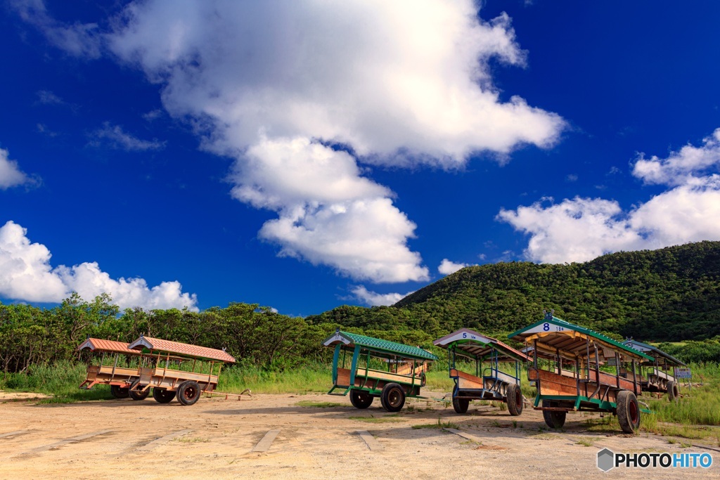 沖縄県・由布島の水牛車達