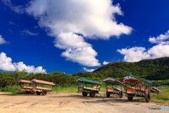 沖縄県・由布島の水牛車達