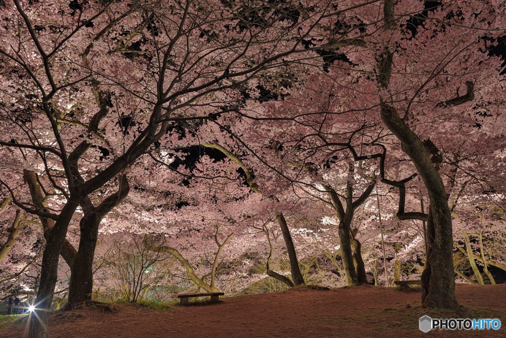 長野県・高遠城址公園の夜桜 1