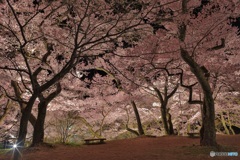 長野県・高遠城址公園の夜桜 1