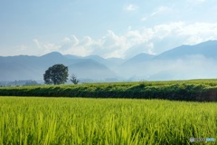長野県・木島平村 一本の木と朝の水田の風景