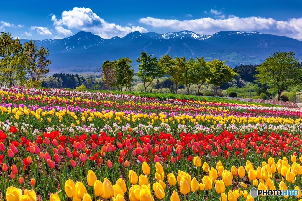 栃木県・那須フラワーワールド 1