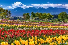 栃木県・那須フラワーワールド 1