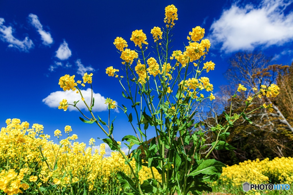 静岡県・桶ヶ谷沼の菜の花 2