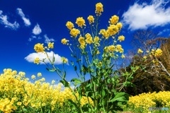 静岡県・桶ヶ谷沼の菜の花 2
