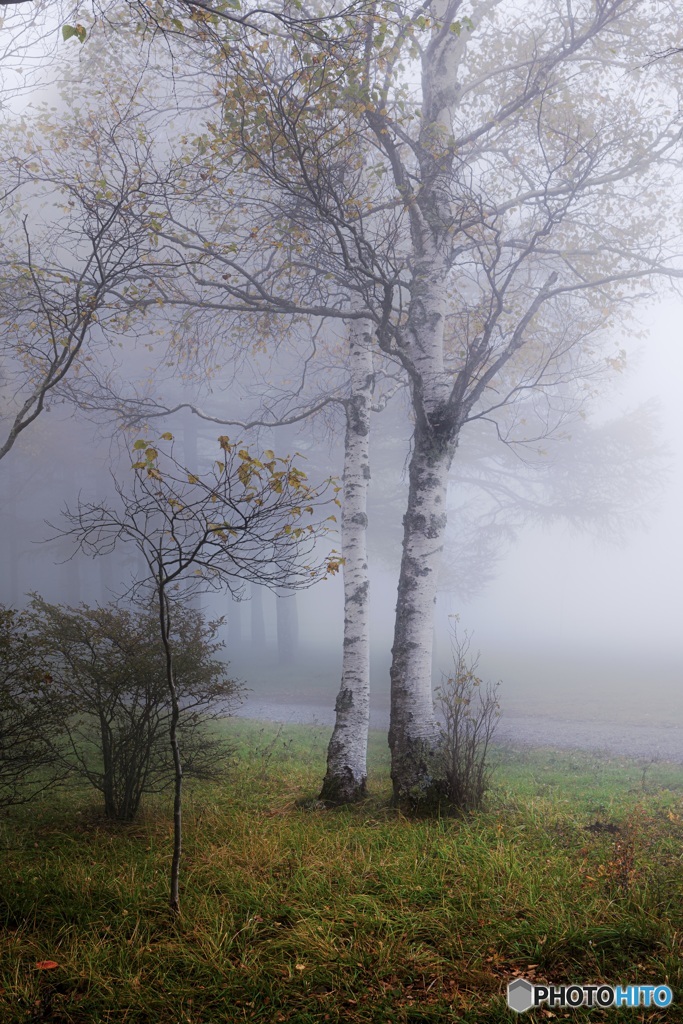 長野県・秋の森の朝霧 2