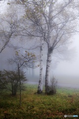 長野県・秋の森の朝霧 2
