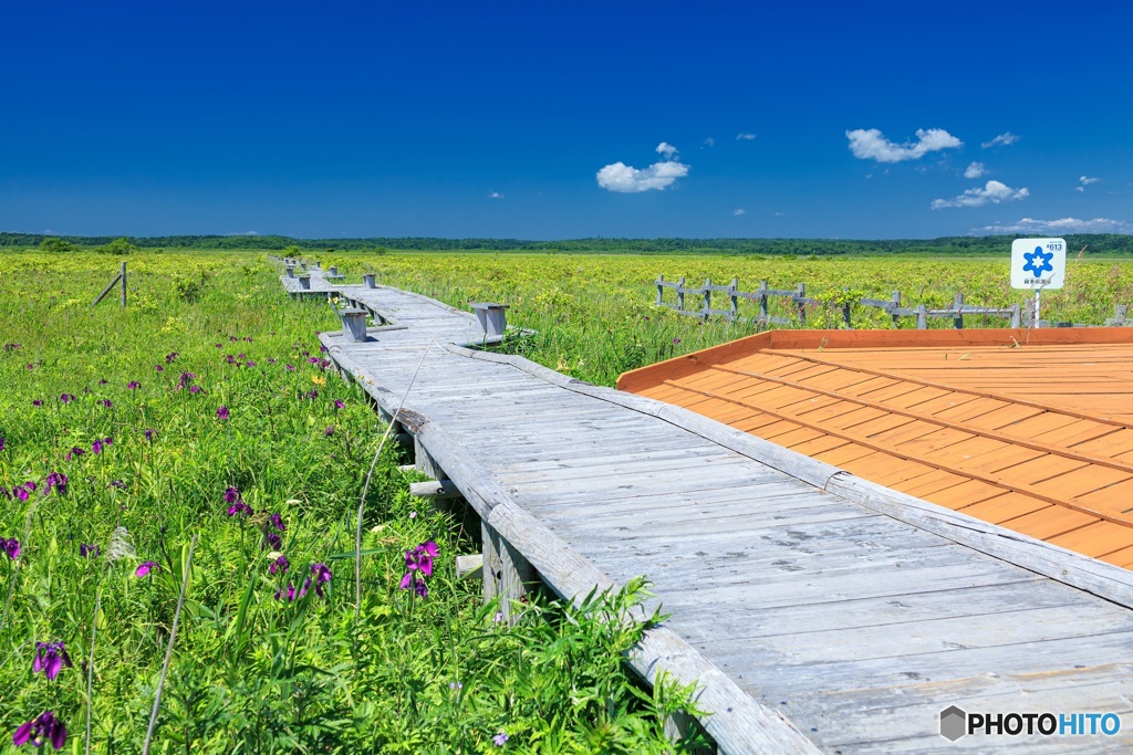 北海道・厚岸町 夏の霧多布湿原の風景 4