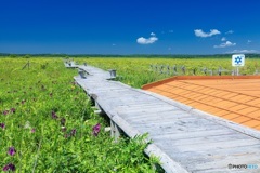 北海道・厚岸町 夏の霧多布湿原の風景 4