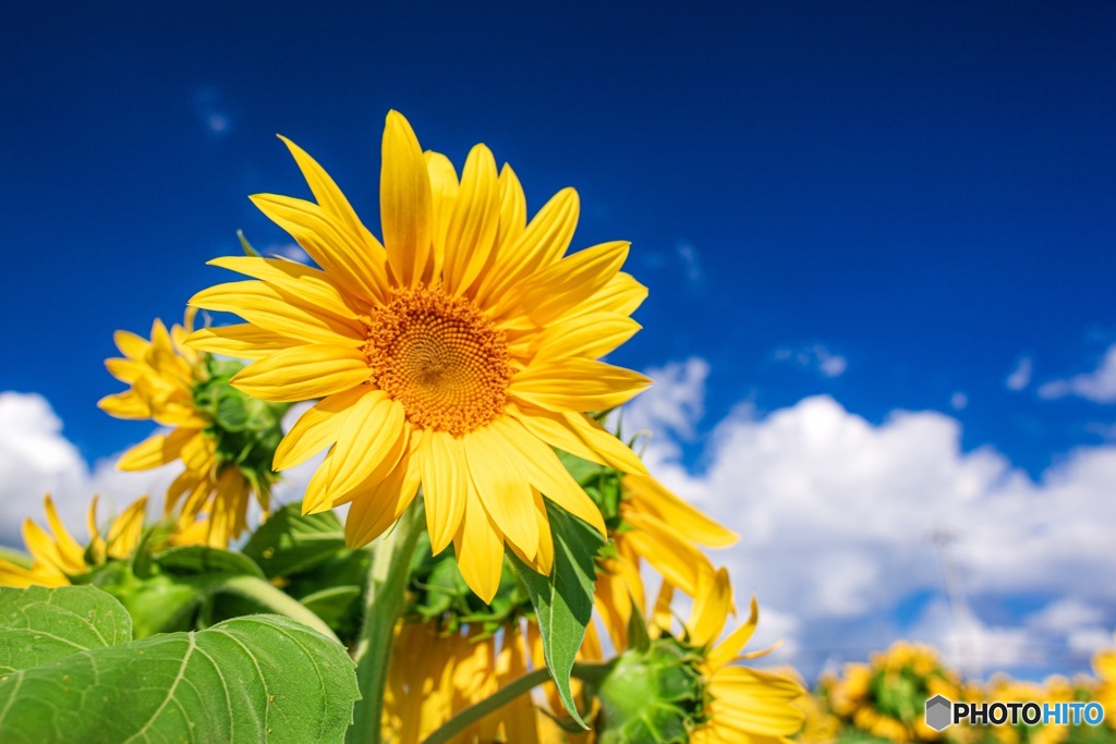 山梨県・明野のひまわり畑 7