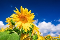 山梨県・明野のひまわり畑 7