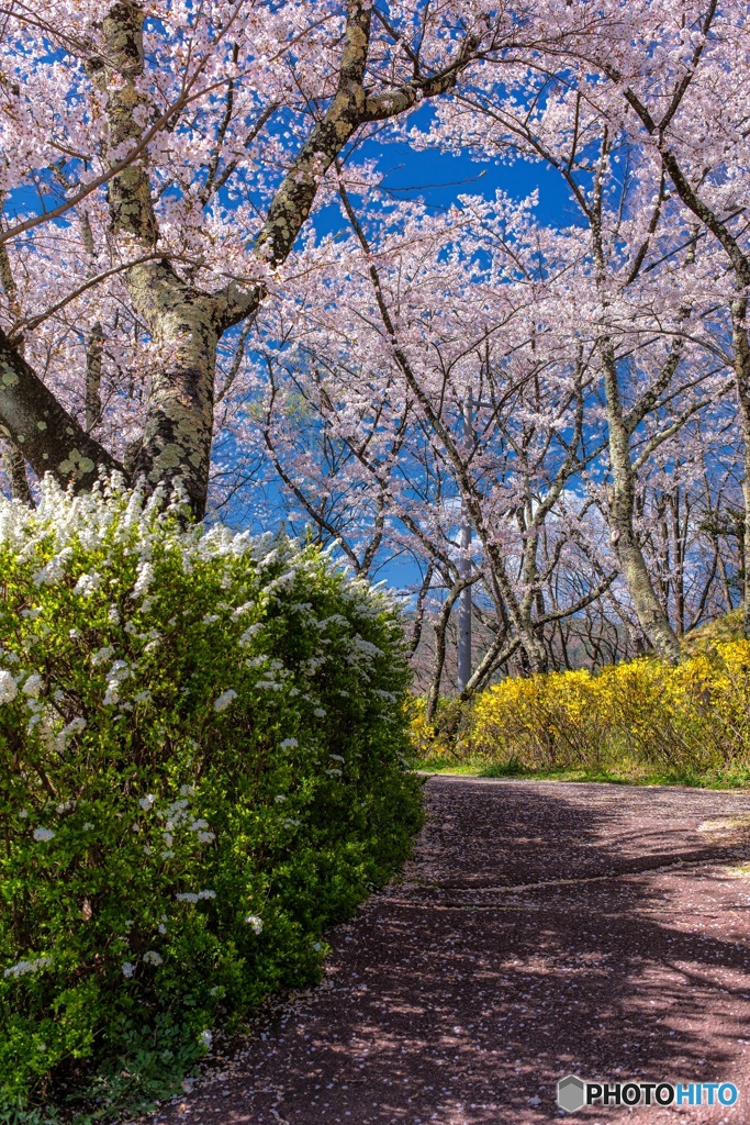 長野県・春の茅野市運動公園の風景 6