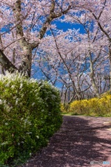 長野県・春の茅野市運動公園の風景 6