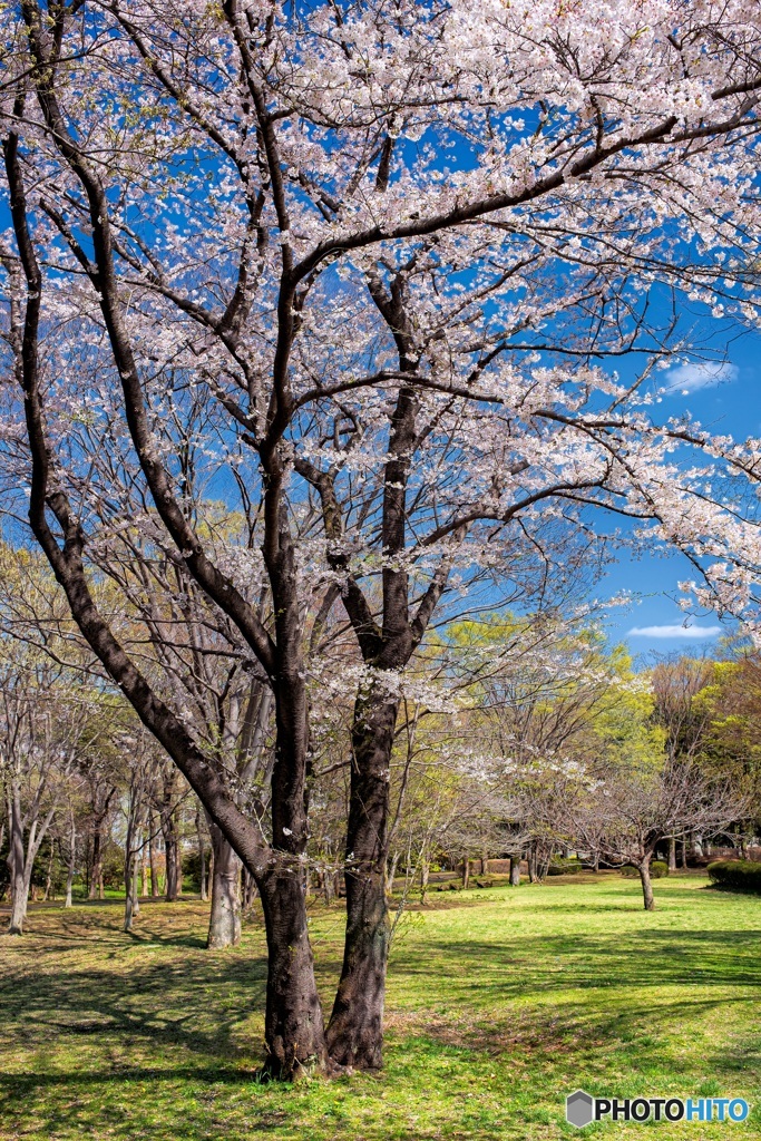 東京都・八王子市 春の富士見台公園の風景 1
