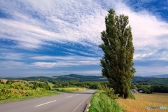 北海道・美瑛町 晩夏のケンとメリーの木