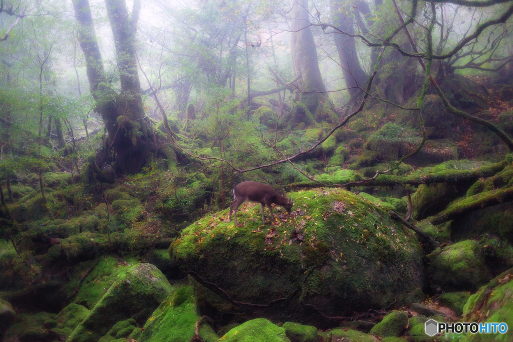 鹿児島県・屋久島の苔むす森とヤクシカの風景