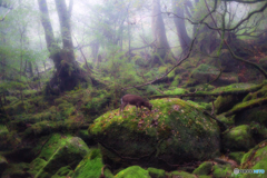 鹿児島県・屋久島の苔むす森とヤクシカの風景