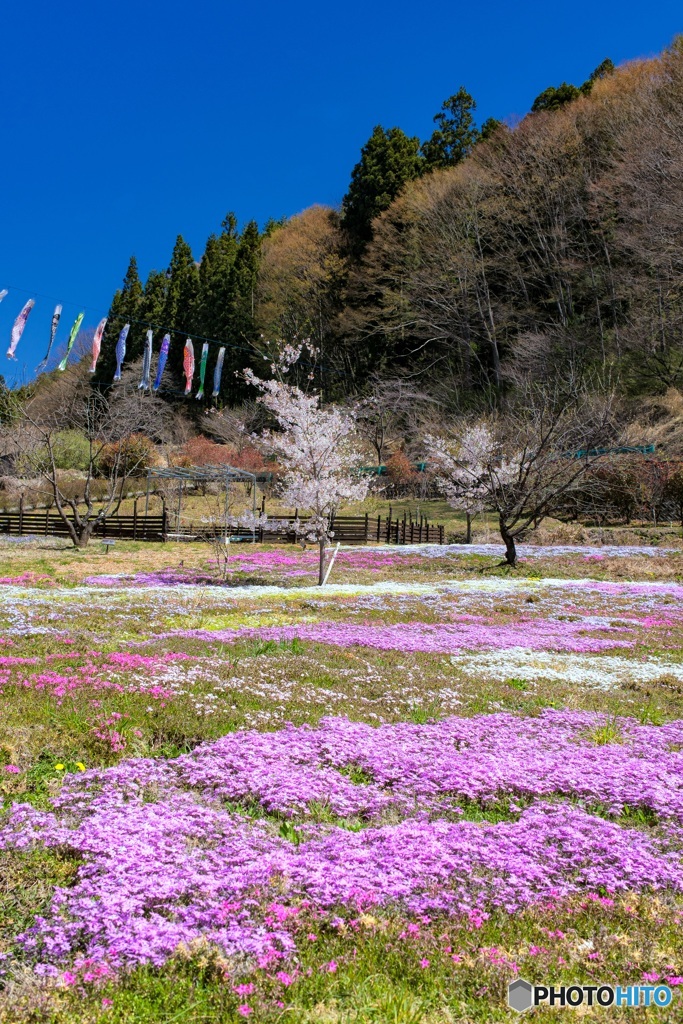 山梨県・春の道の駅南きよさとの風景 4