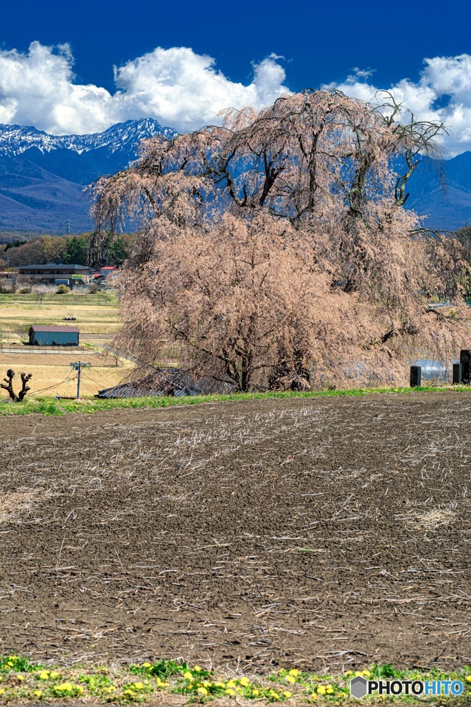 長野県・茅野市 下菅沢の祖霊桜 2