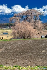 長野県・茅野市 下菅沢の祖霊桜 2