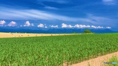 北海道・美瑛町 夏の丘の風景 3