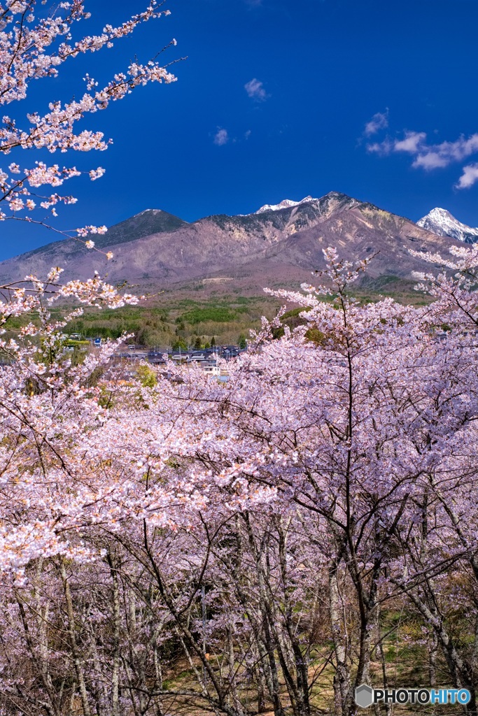 山梨県・谷戸城址の桜 4