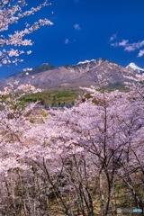 山梨県・谷戸城址の桜 4