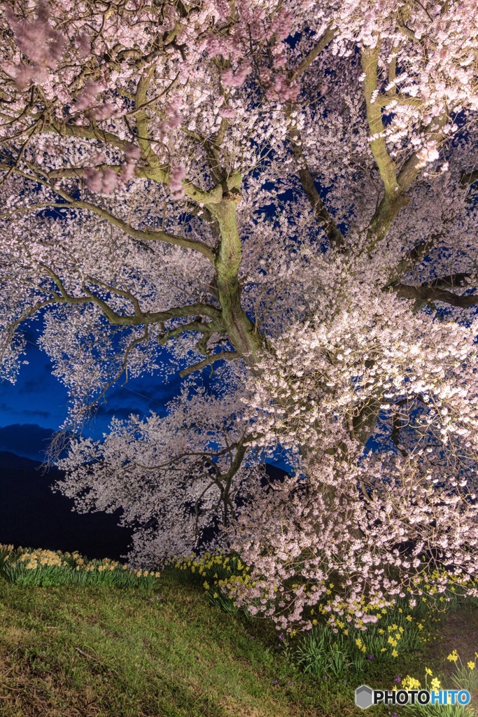 山梨県・韮崎市 わに塚の一本桜のライトアップ 5