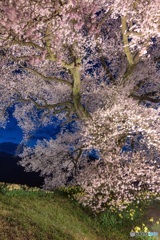 山梨県・韮崎市 わに塚の一本桜のライトアップ 5