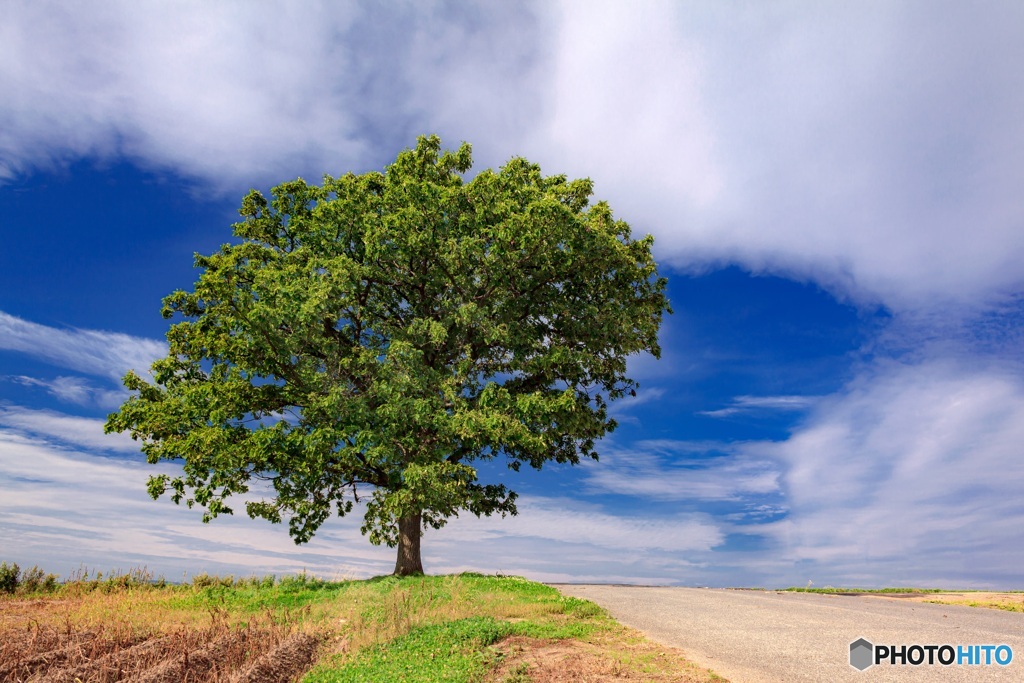 北海道・美瑛町 晩夏のセブンスターの木