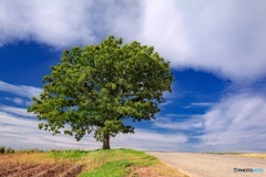 北海道・美瑛町 晩夏のセブンスターの木
