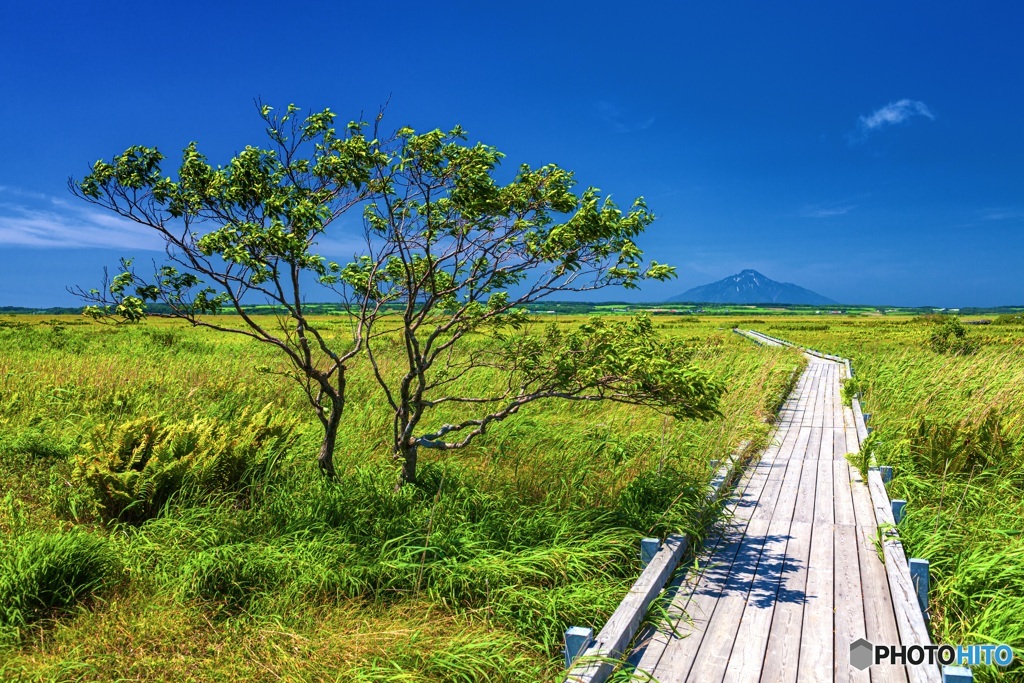 北海道・豊富町 サロベツ原生花園 1