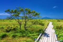 北海道・豊富町 サロベツ原生花園 1