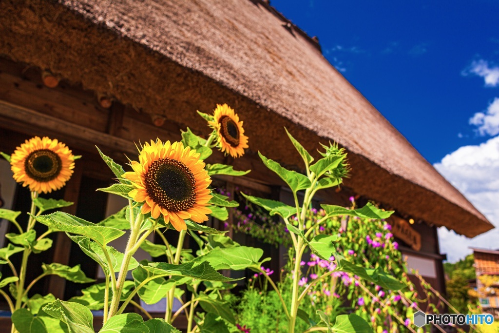 岐阜県・夏の白川郷の風景 4